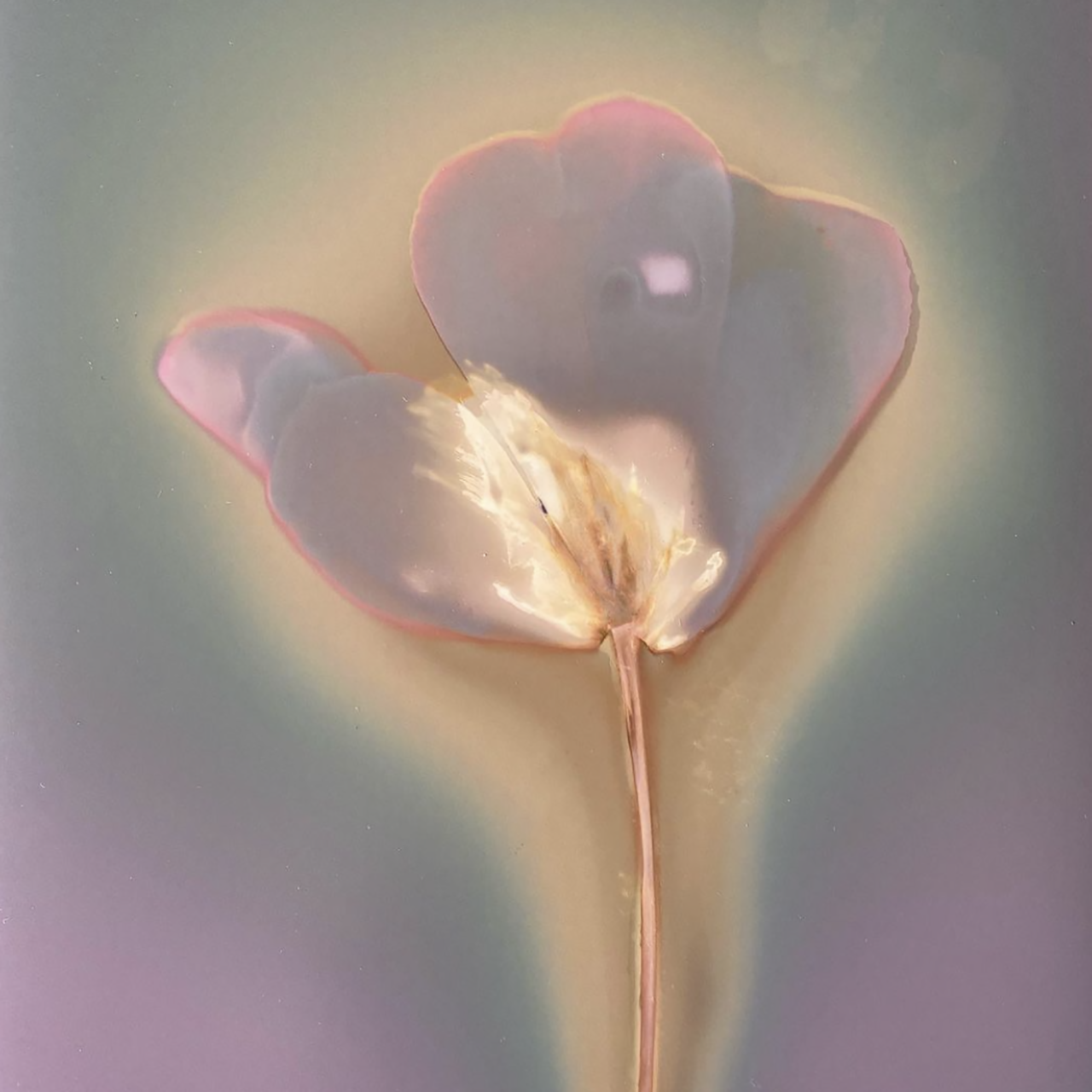 Paarse tulp