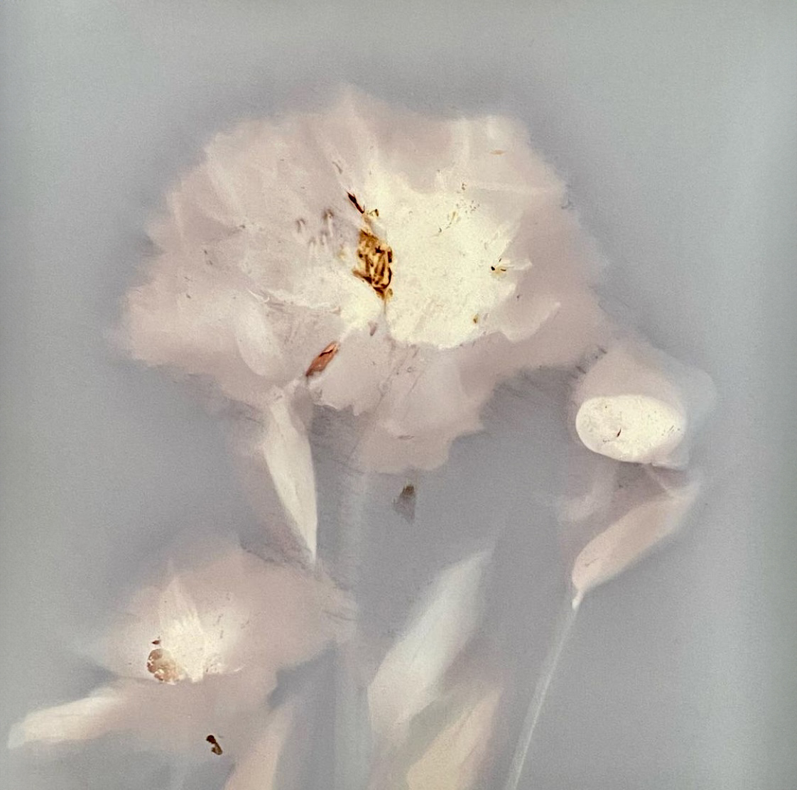 Peony